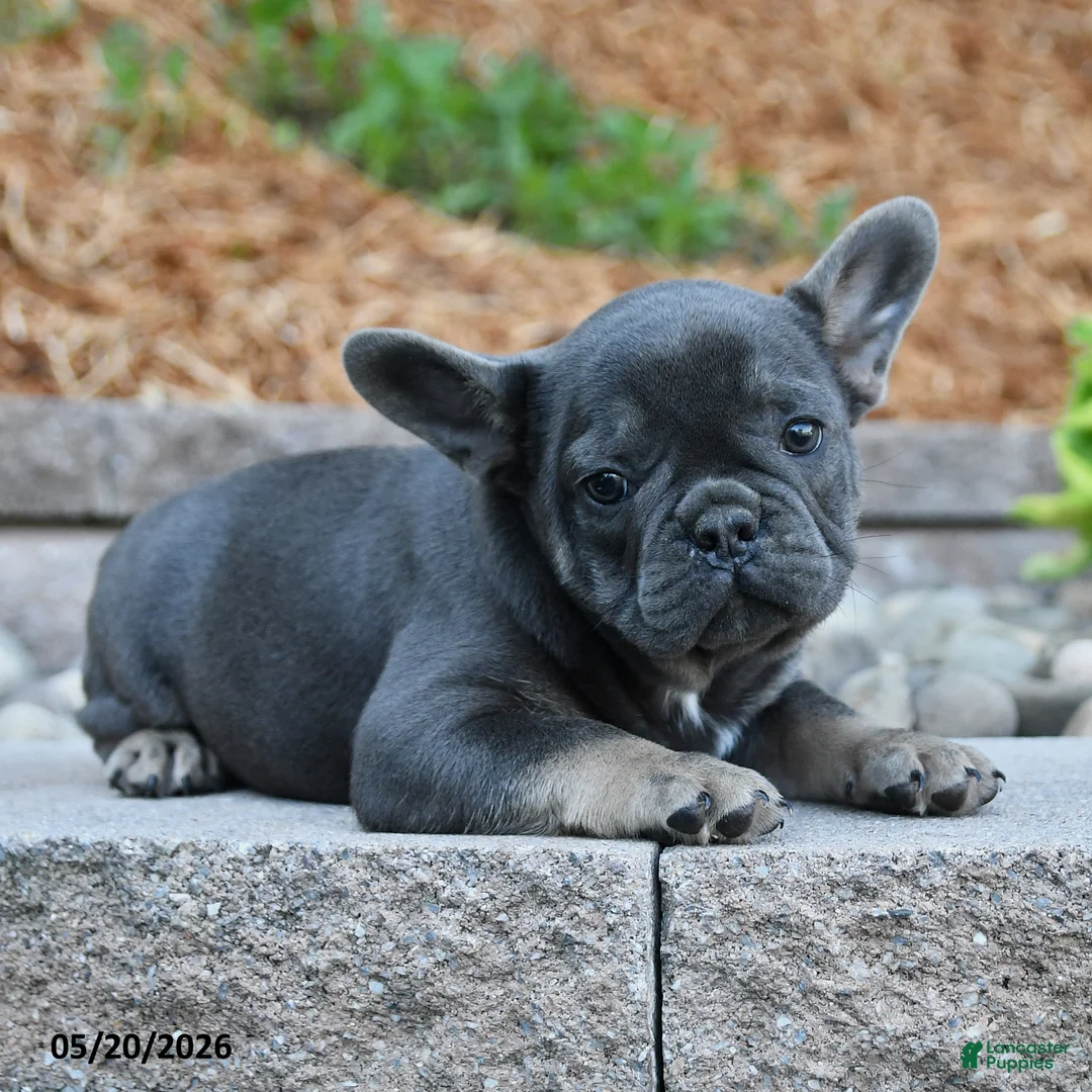 French Bulldog dogs for sale: Felix - Ad 1