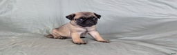Pug dogs for sale: Luna - Ad 1