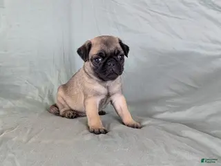 Pug dogs Luna - Ad 2