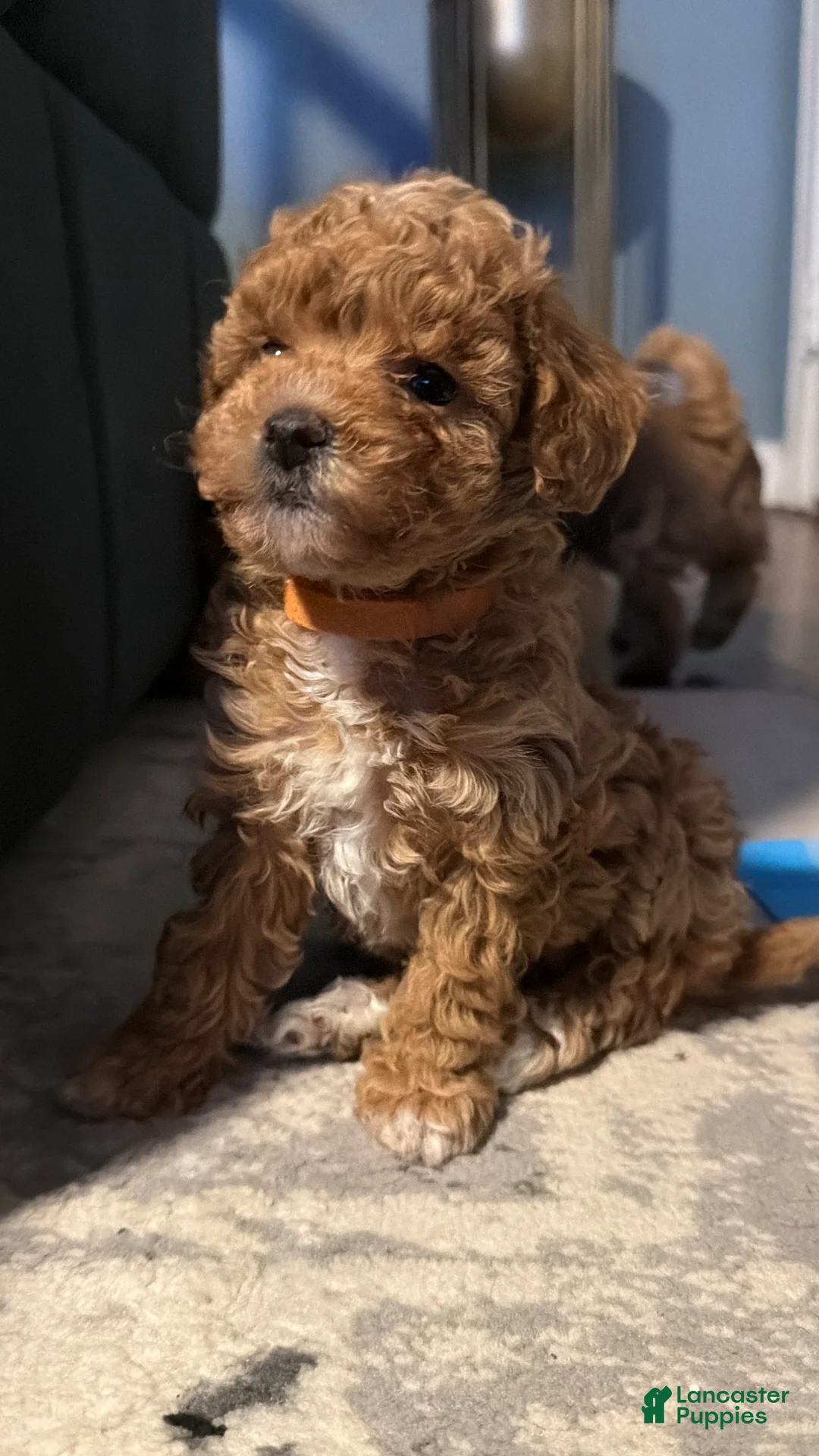 Miniature Poodle dogs for sale: Miniature Poodle Puppy 2 - Ad 4