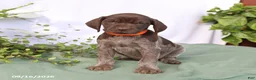 German Shorthaired Pointer dogs for sale: Macey - Ad 3