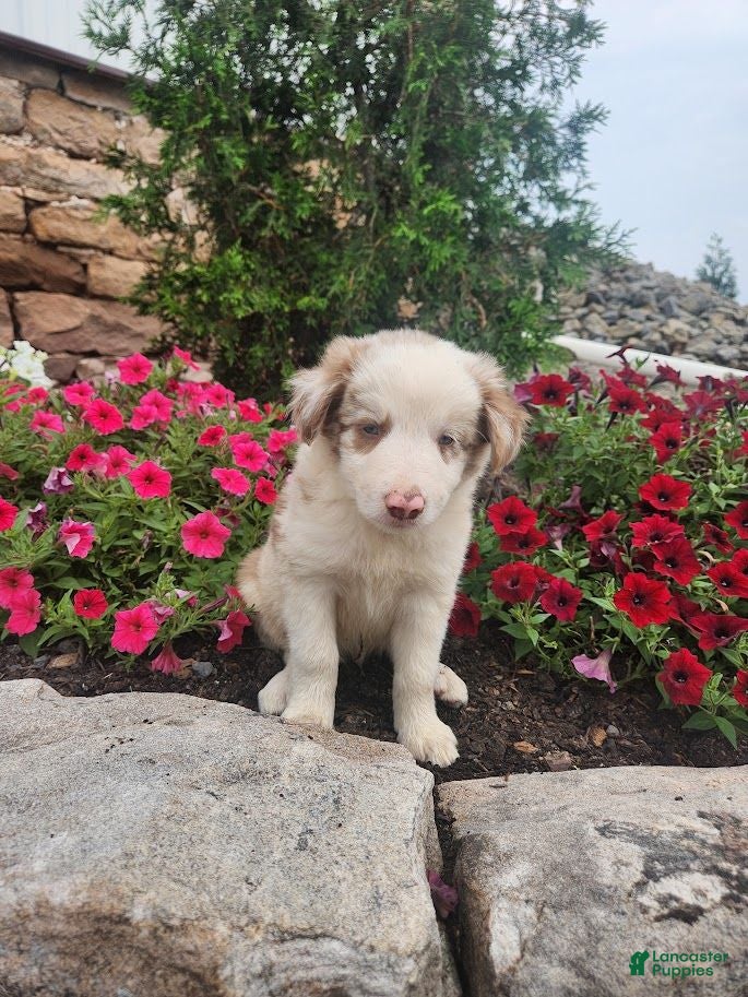 Border Collie dogs Jerry - Ad 1