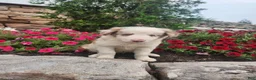 Border Collie dogs for sale: Jerry - Ad 1
