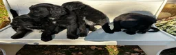 Mixed Breed dogs for sale: Charlie - Ad 4
