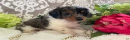 Miniature Dachshund dogs for sale: Mia - Ad 5