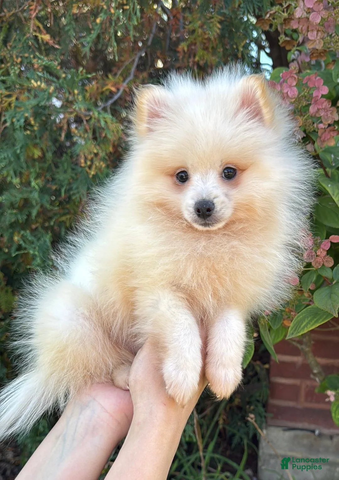 Pomeranian dogs for sale: Teddy - Ad 2