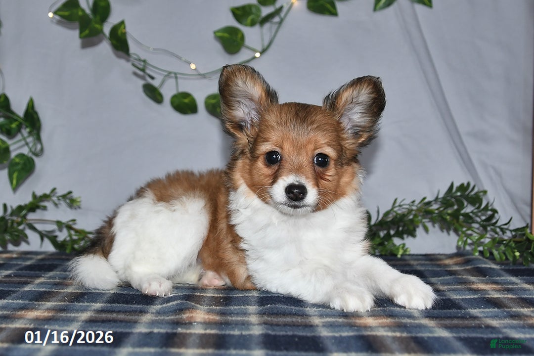 Papillon dogs for sale: Cruzer - Ad 1