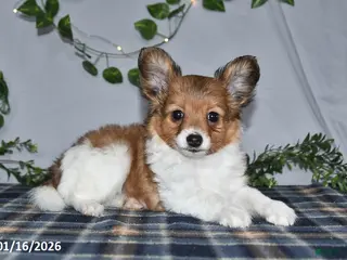 Papillon dogs Cruzer - Ad 15