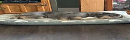 Olde English Bulldogge dogs for stud: Murphy - Ad 4