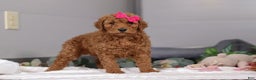 Standard Poodle dogs for sale: Fiona - Ad 4