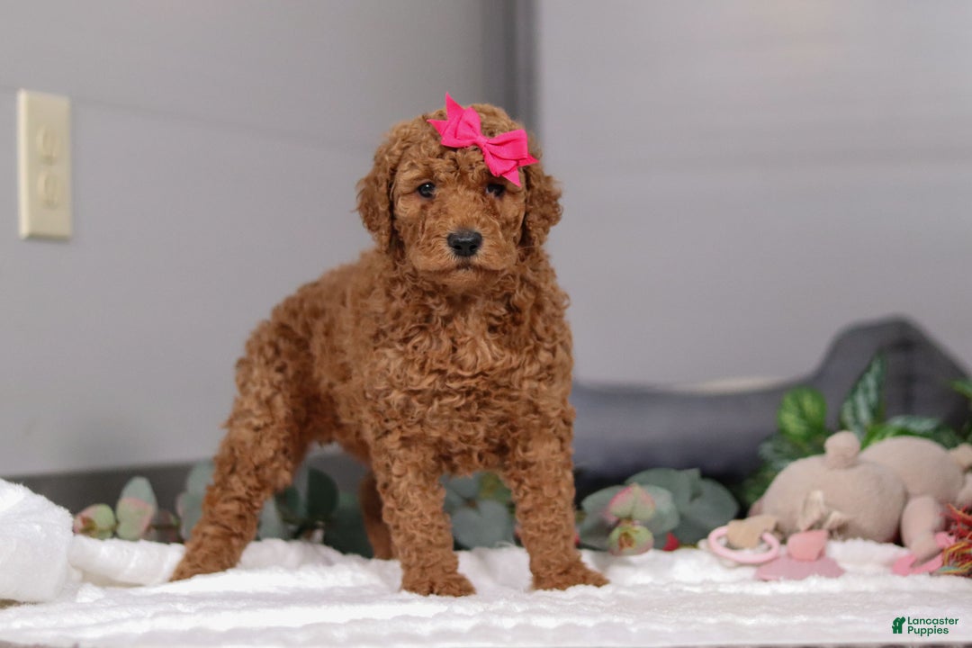 Standard Poodle dogs for sale: Fiona - Ad 4