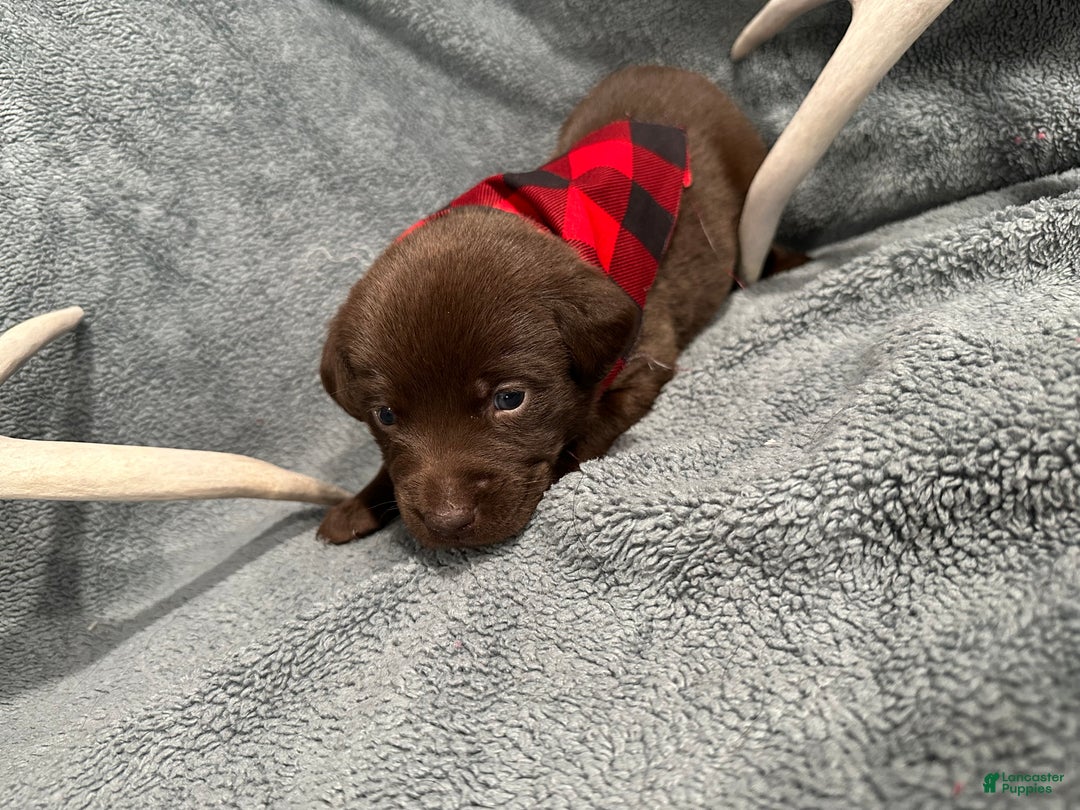 Labrador Retriever dogs for sale: Reese’s  - Ad 4