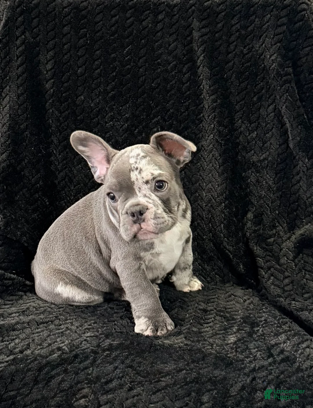 French Bulldog dogs for sale: Smalls - Ad 2