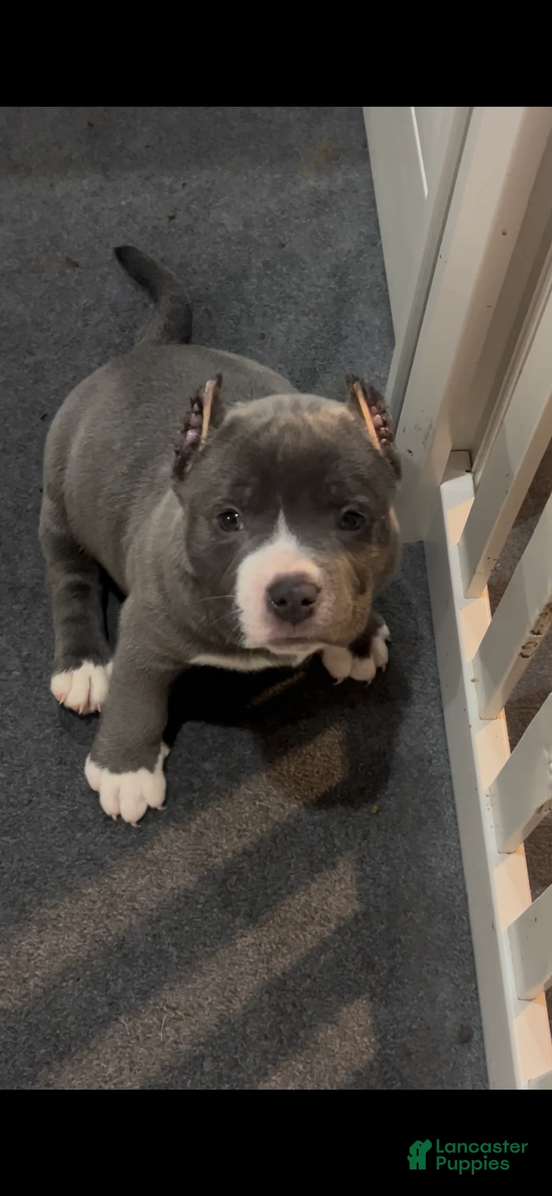 American Bully dogs for sale: American Bully 4 - Ad 1