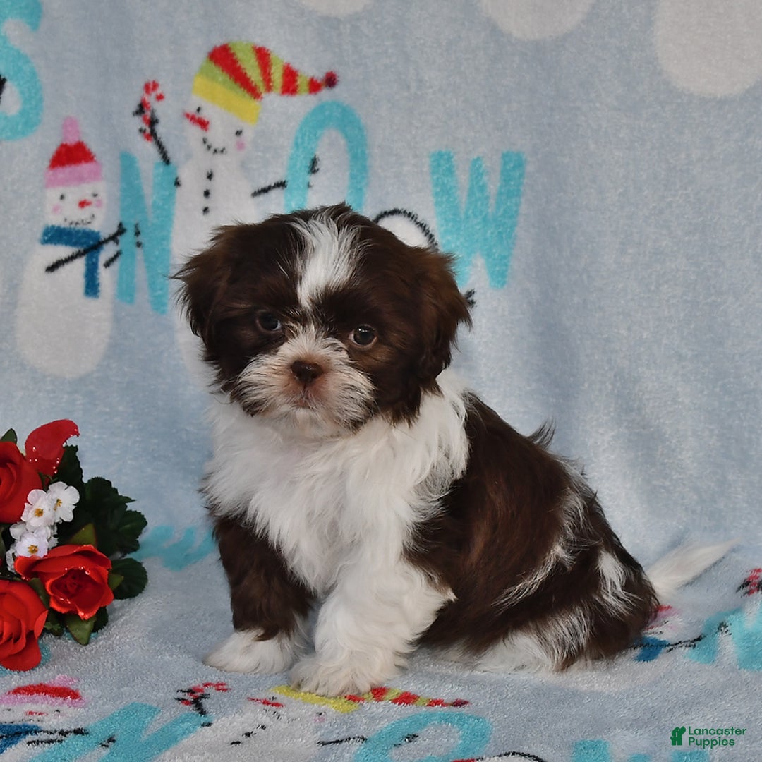 Gallery Image {{count}}