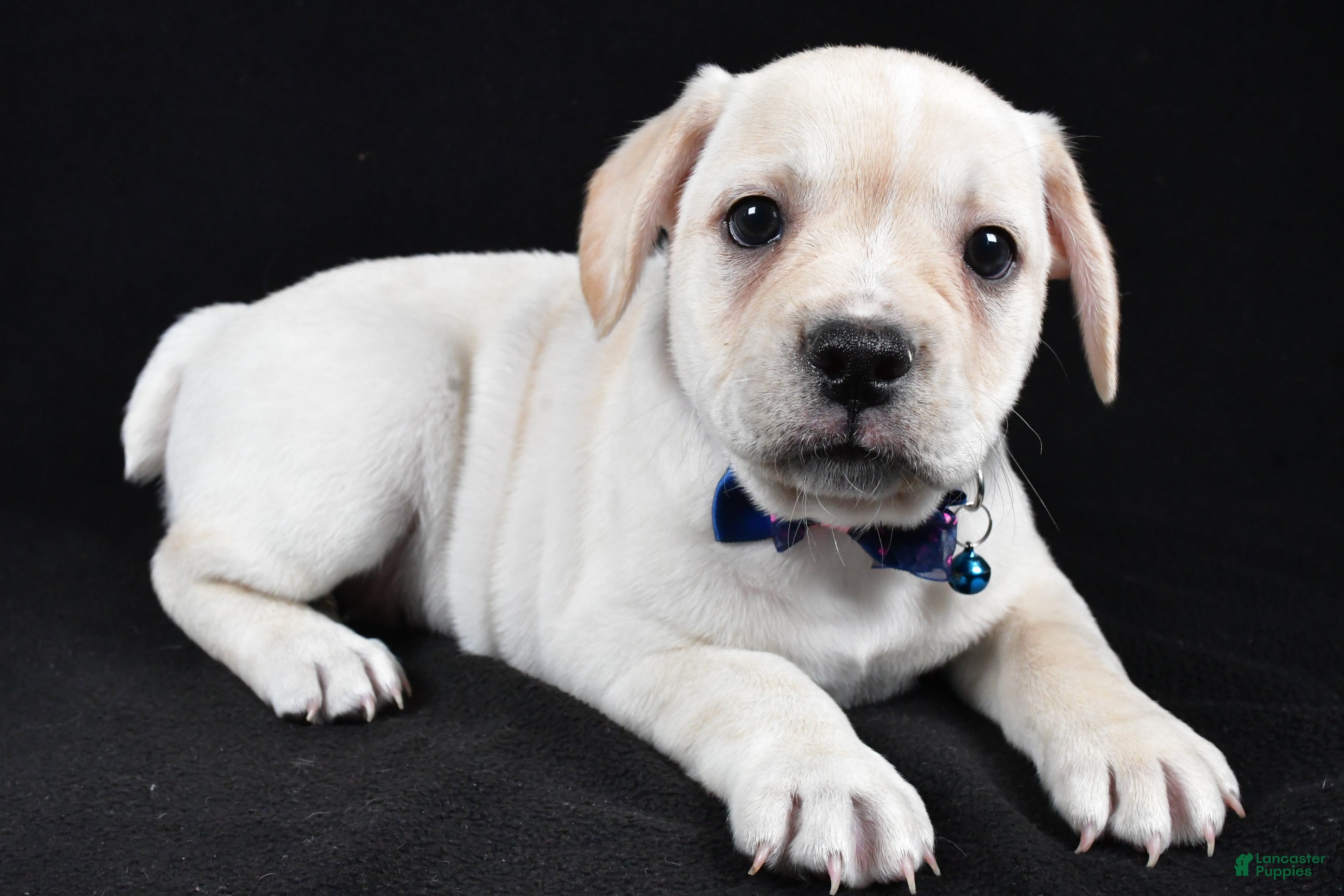 Mixed Breed dogs Domino - Ad 40