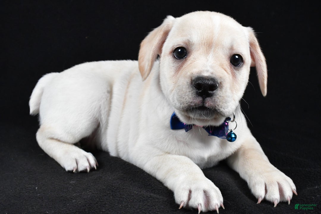 Mixed Breed dogs for sale: Domino - Ad 1