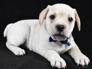 Mixed Breed dogs Domino - Ad 30