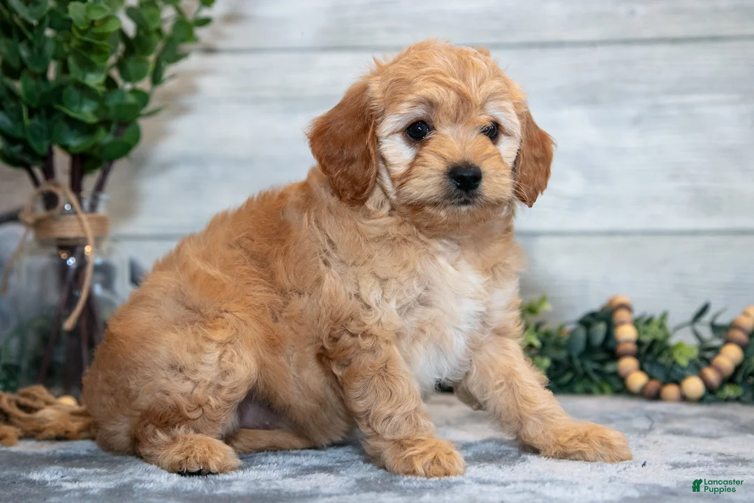 Mini Goldendoodle dogs for sale: Star - Ad 1