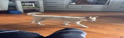 Alaskan Klee Kai dogs for sale: Alaskan Klee Kai 2 - Ad 8