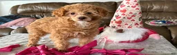 Miniature Poodle dogs for sale: Jackson - Ad 3