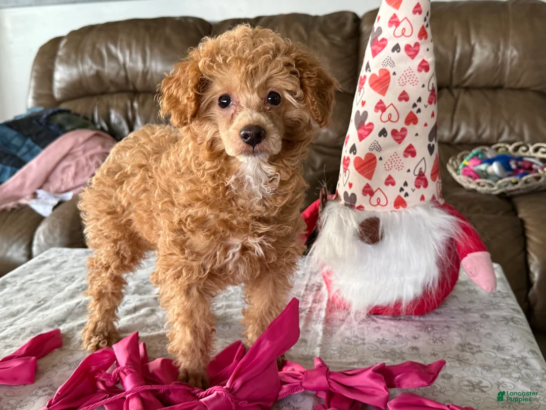 Miniature Poodle dogs for sale: Jackson - Ad 3