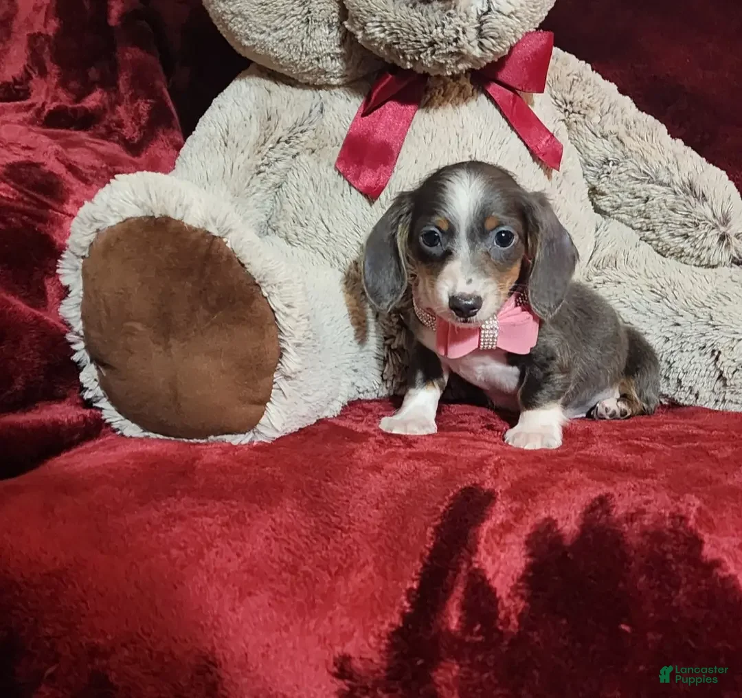 Miniature Dachshund dogs for sale: BLUEBERRY - Ad 8