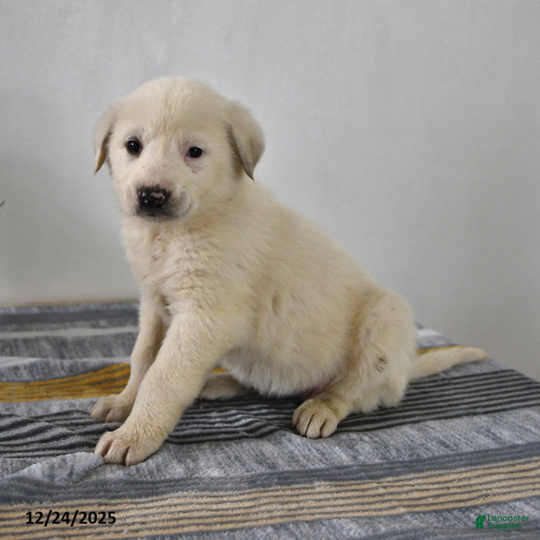 Mixed Breed dogs for sale: Peanut  - Ad 2