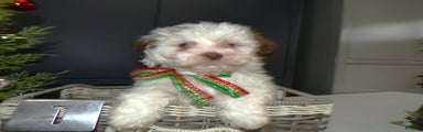 Havanese Puppy 1