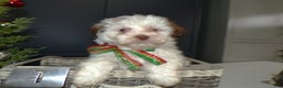 Havanese dogs for sale: Havanese Puppy 1 - Ad 1