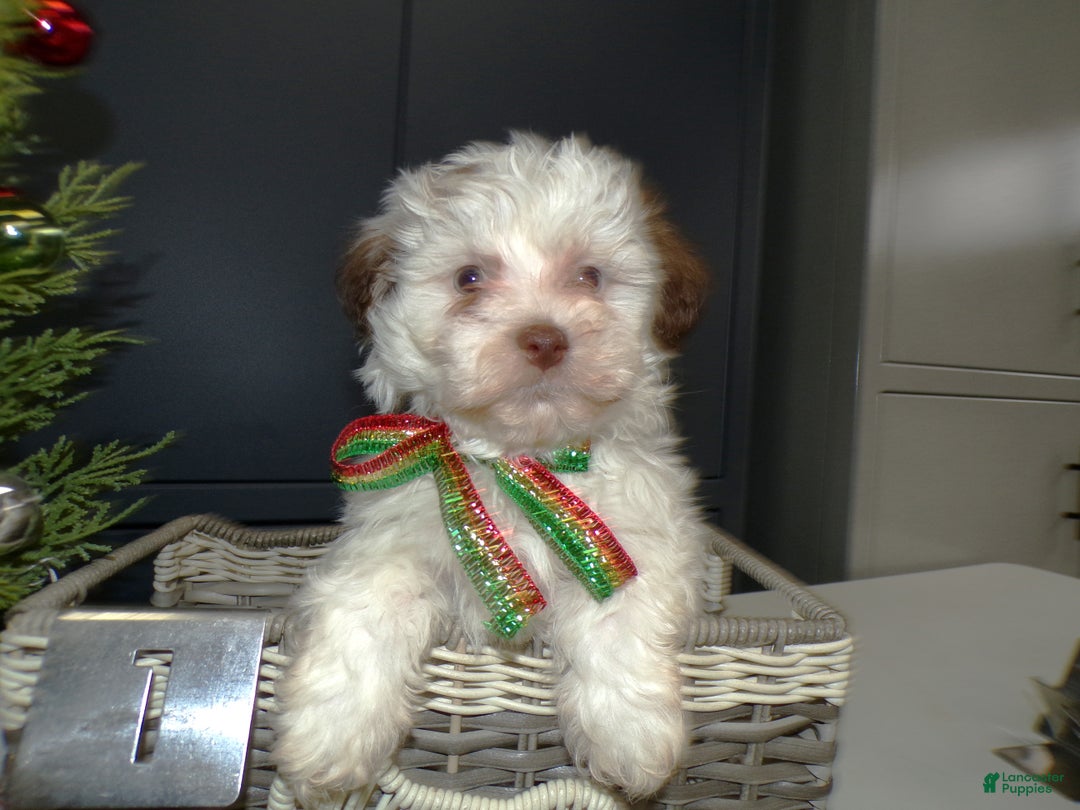 Havanese dogs for sale: Havanese Puppy 1 - Ad 1