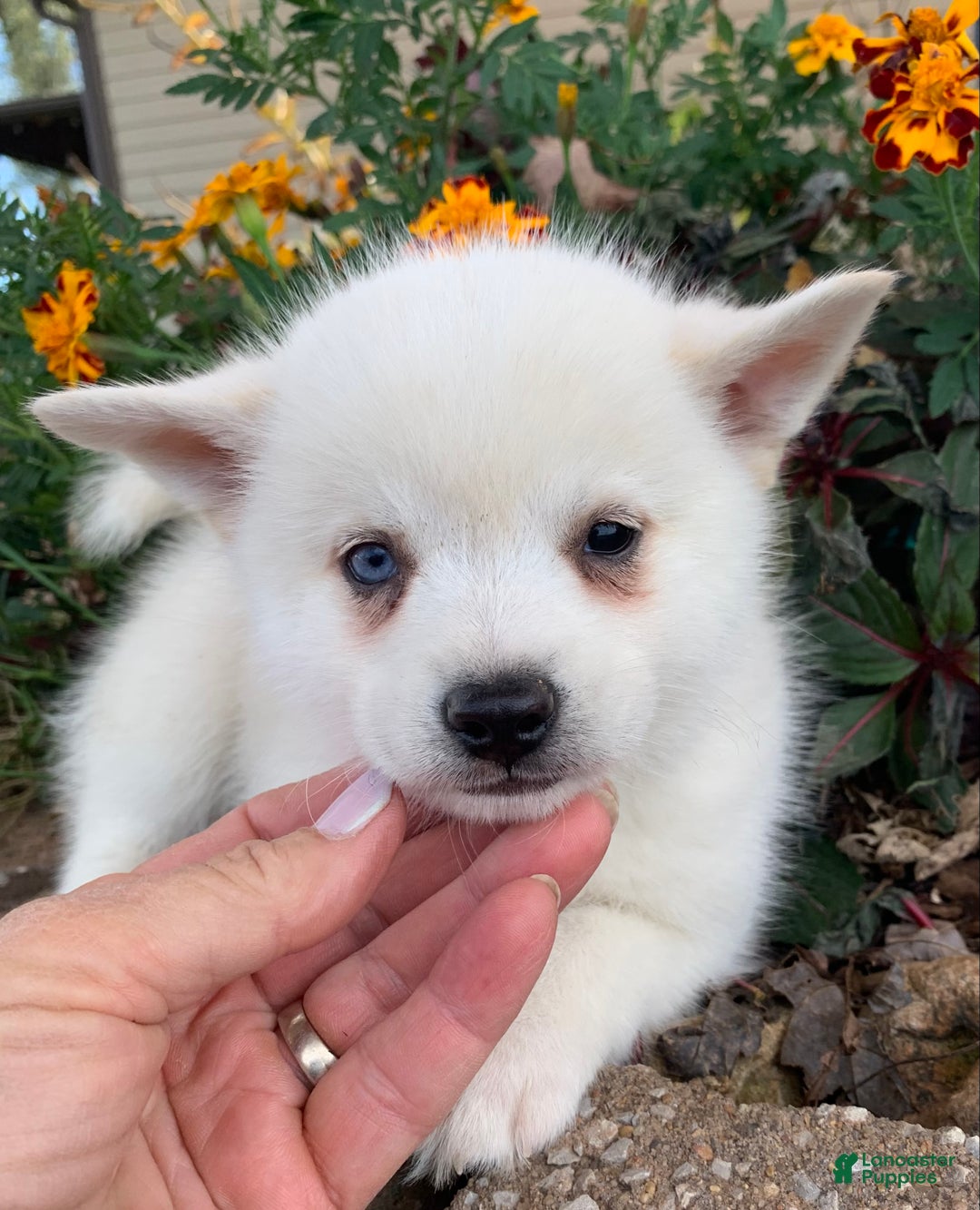 Alaskan Klee Kai dogs for sale: Sweet Trevor - Ad 5