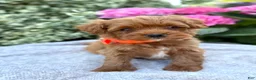 Toy Poodle dogs for sale: Patrick - Ad 1