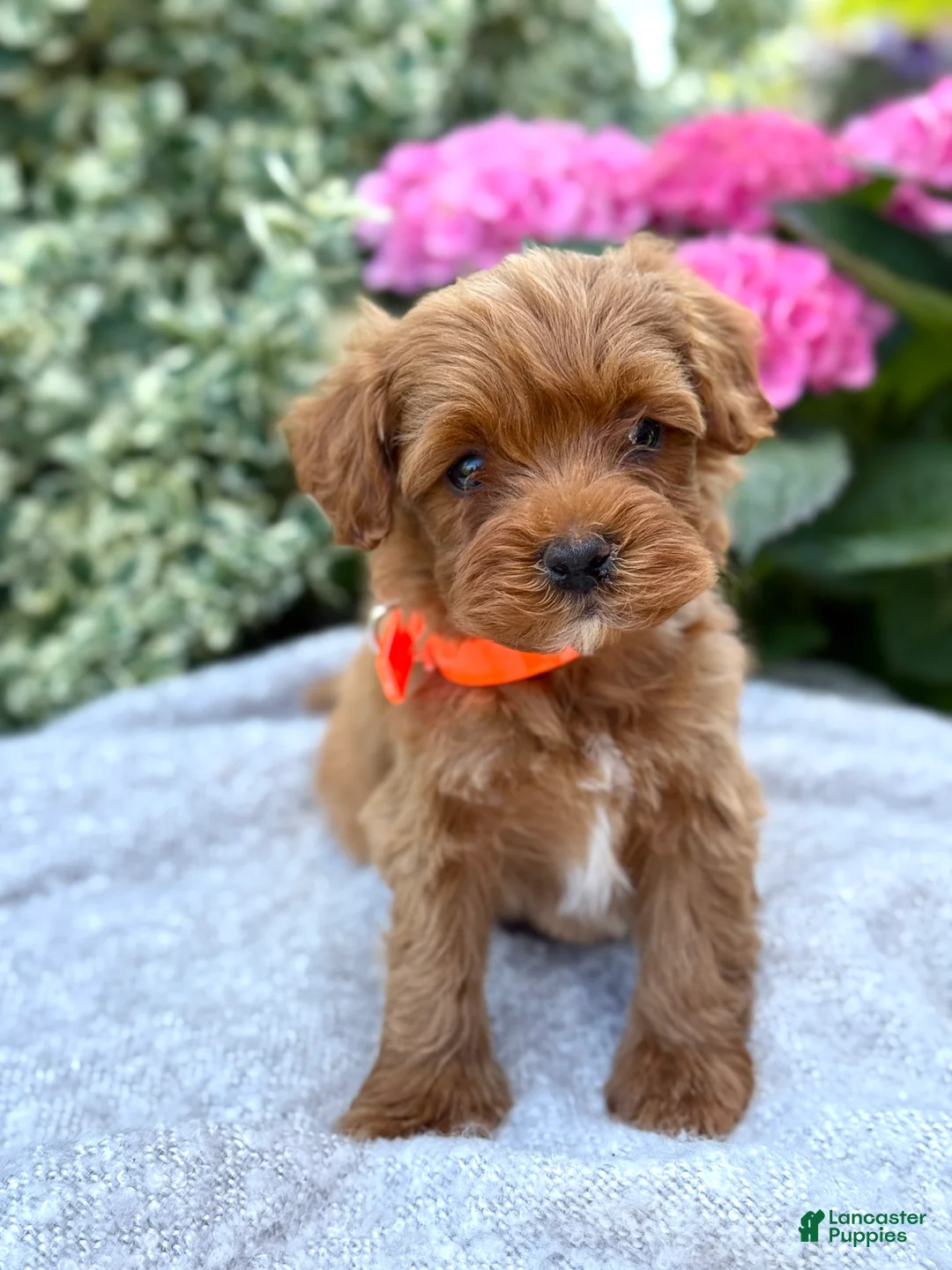 Toy Poodle dogs for sale: Patrick - Ad 1