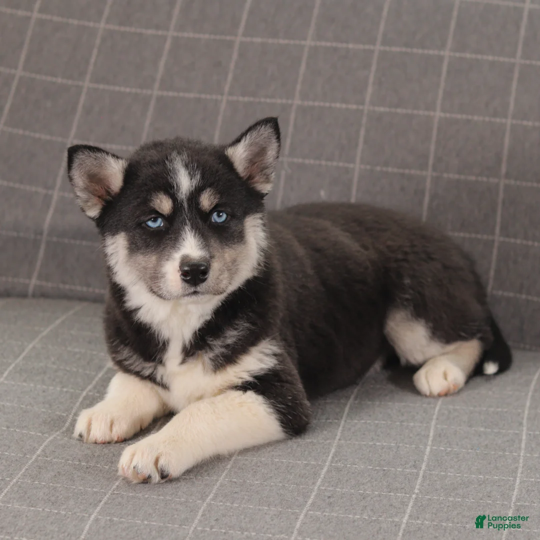 Siberian Husky dogs for sale: Hunter - Ad 1