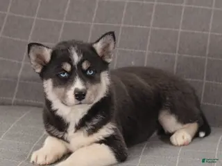 Siberian Husky dogs Hunter - Ad 28