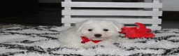 Bichon Frise dogs for sale: Kayson  - Ad 10