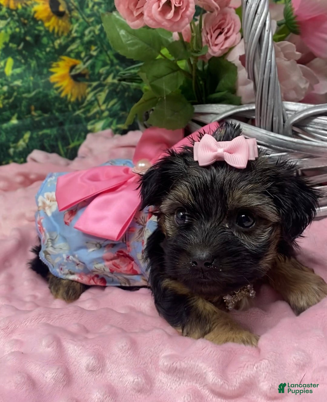 Shorkie dogs for sale: Lovely little Layla - Ad 6