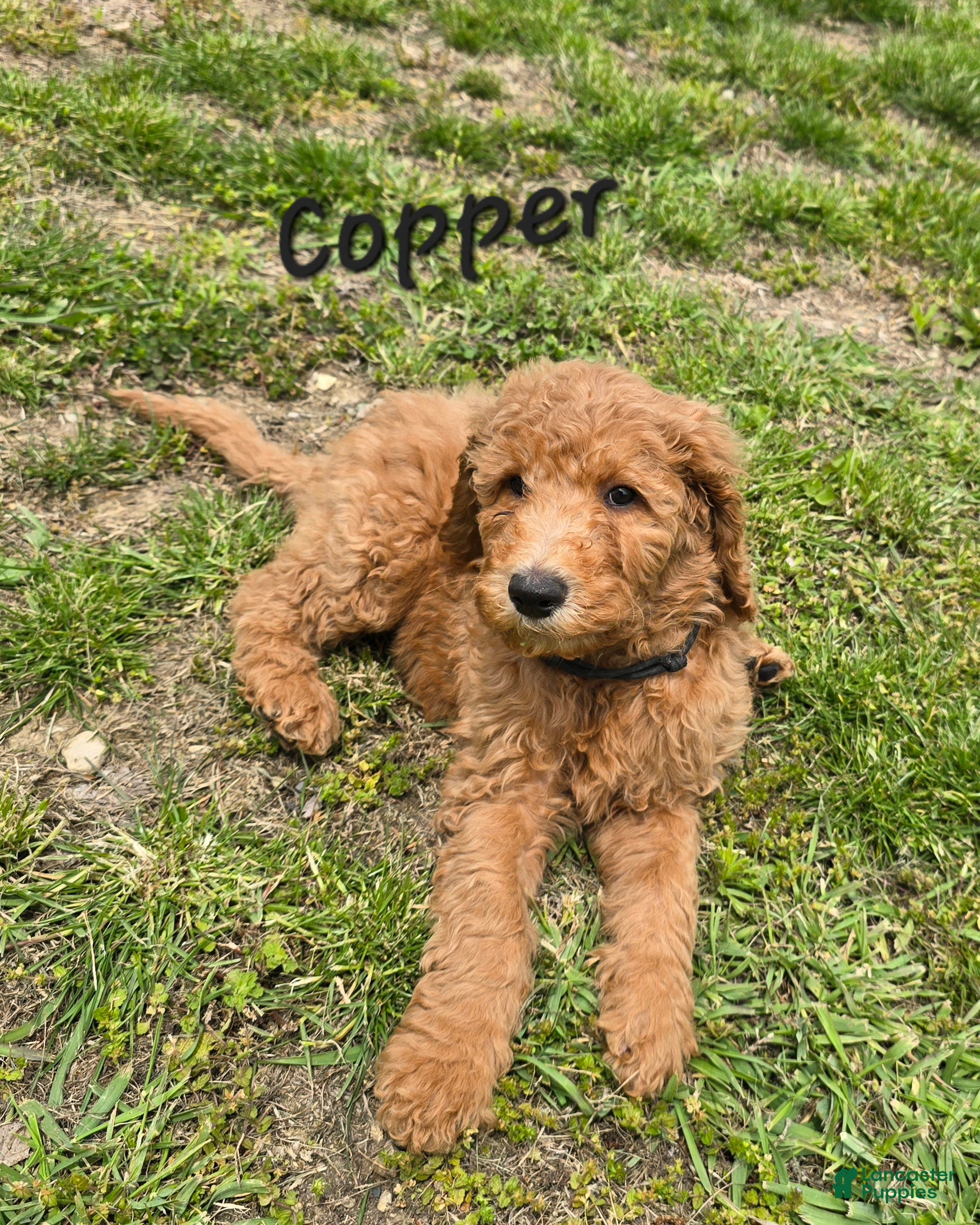 Goldendoodle dogs Goldendoodle Puppy 1 - Ad 36