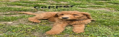 Goldendoodle Puppy 1
