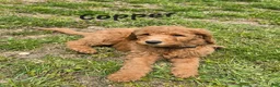 Goldendoodle dogs for sale: Goldendoodle Puppy 1 - Ad 1