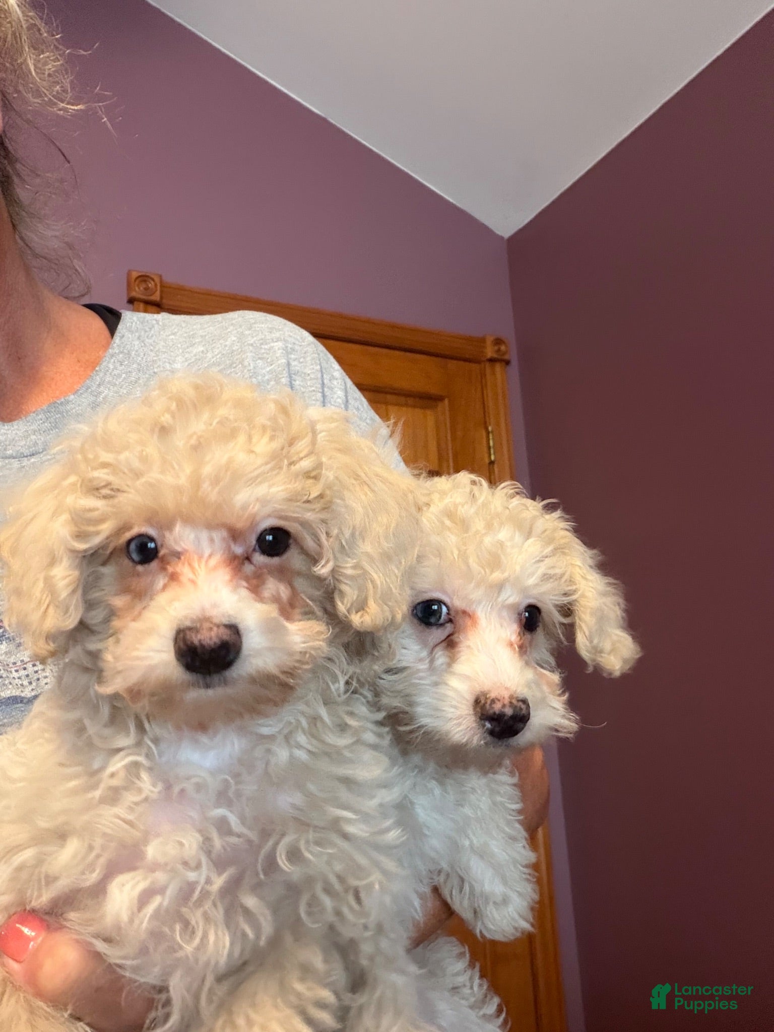 Miniature Poodle dogs Leeza - Ad 1