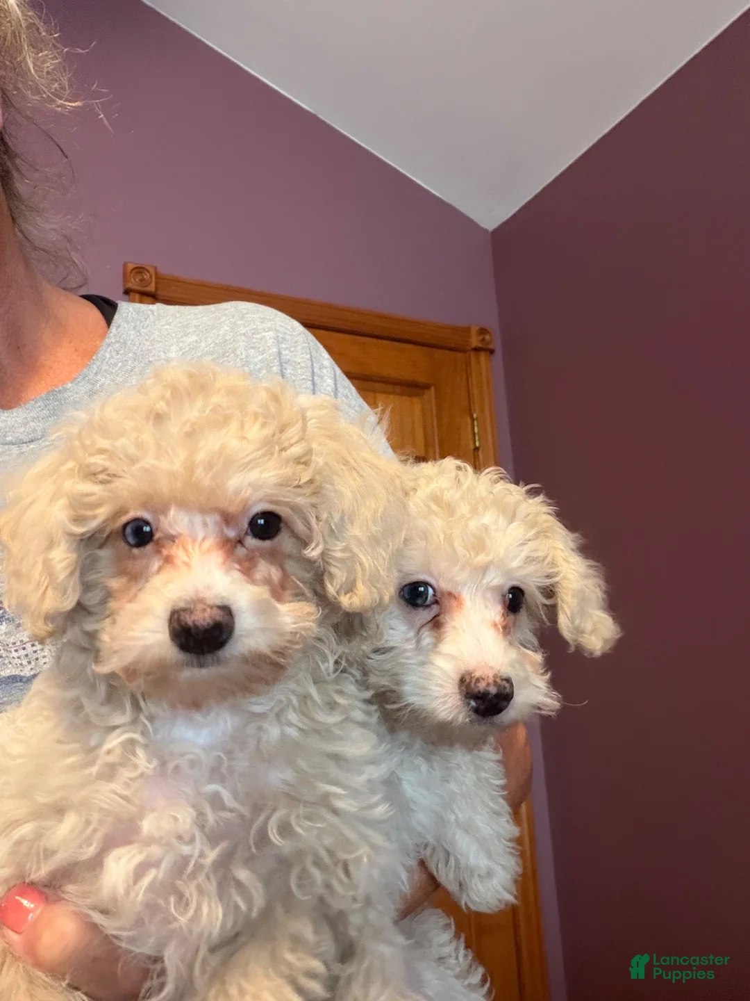 Miniature Poodle dogs for sale: Leeza - Ad 1