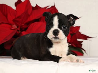 Boston Terrier dogs Addie - Ad 11