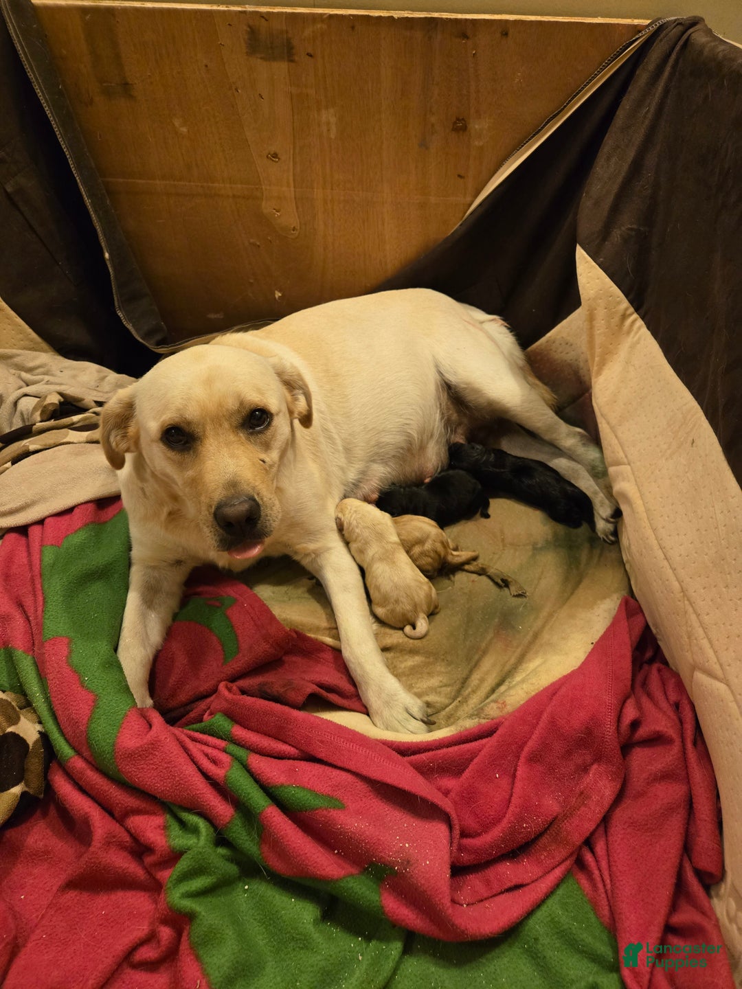 Labrador Retriever dogs for sale: Labrador Retriever Puppy 3 - Ad 2