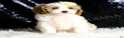 Cavapoo dogs for sale: Sage - Ad 3