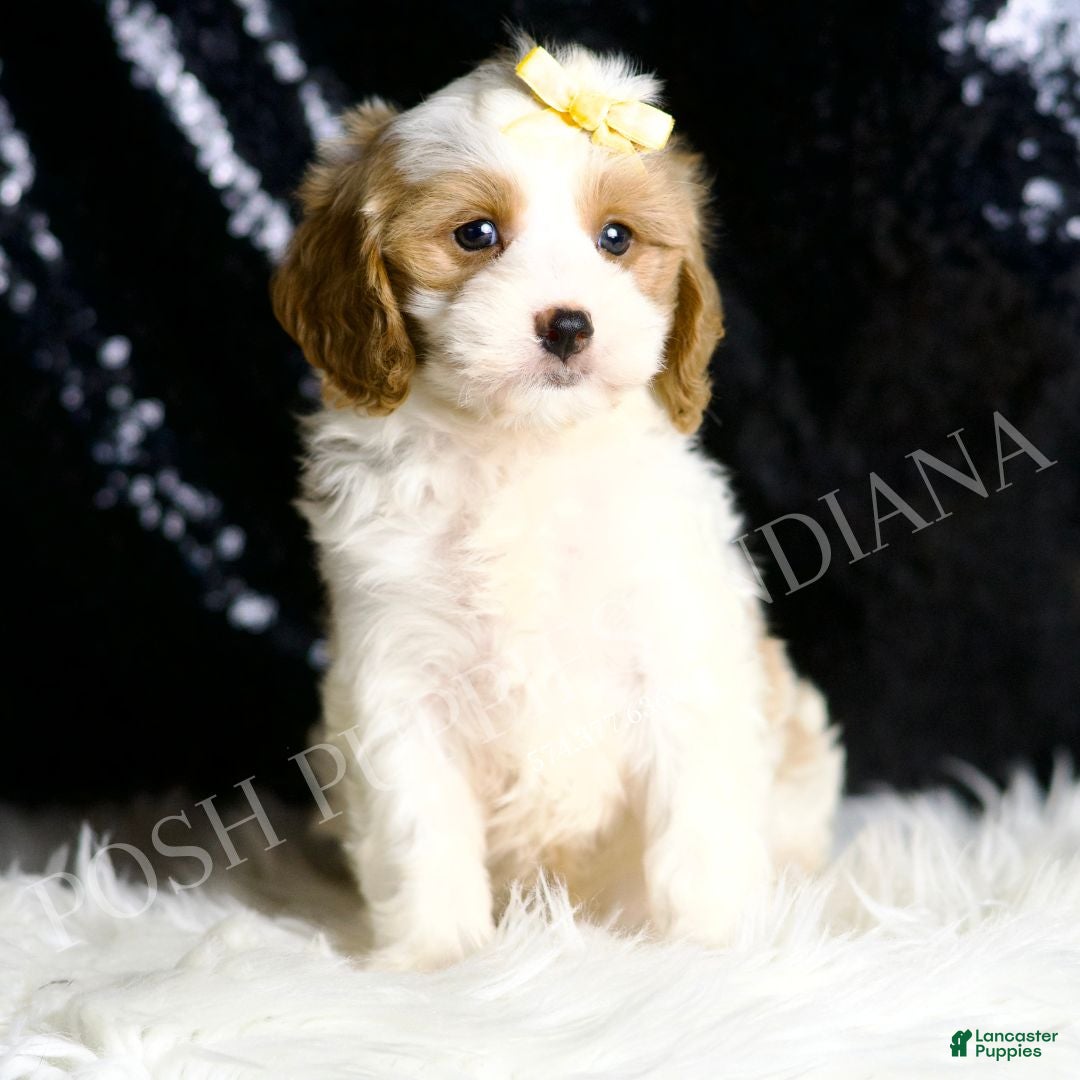 Cavapoo dogs for sale: Sage - Ad 3