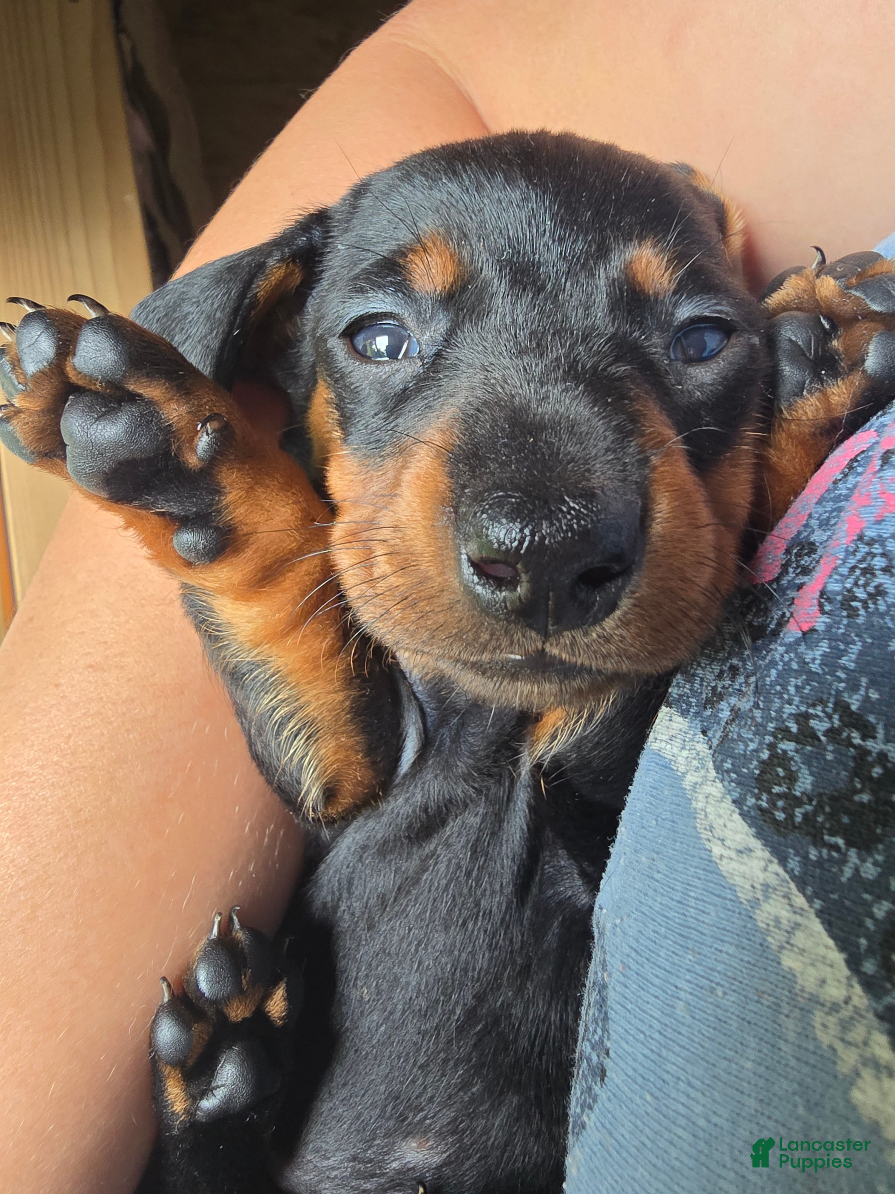Miniature Dachshund dogs Curly  - Ad 34