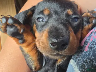 Miniature Dachshund dogs Curly - Ad 36
