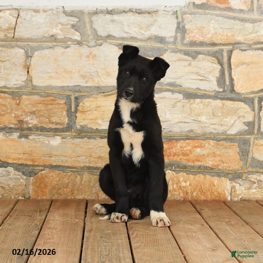 Mixed Breed dogs Good Tidings - Ad 2